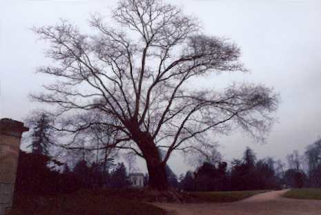 [Arbre dans les jardins de Versailles, janv.2002]