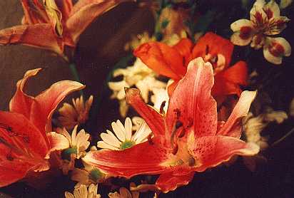 [The flowers Jenn gave me just before Canada 
Day 2001]