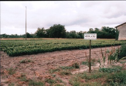[La ppinire  Guillonnet, Sept.2001]