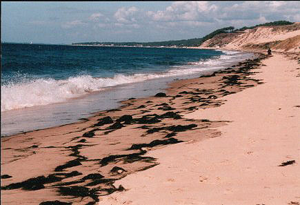 [La plage au bas de la dune du Pyla, 
fin Septembre 2001- Background: Scenic Ontario, Aug. 2001]